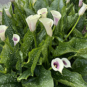 How to grow Calla Lilies (Zantedeschia) at home