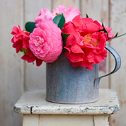 Charming Camellias