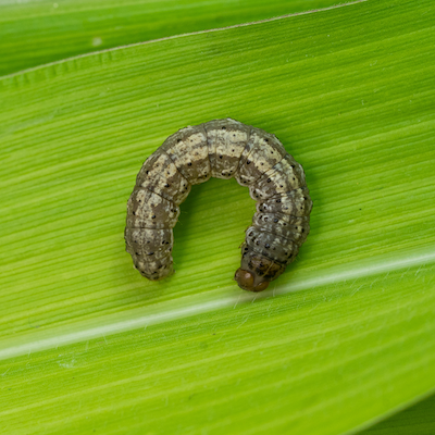 Friend or foe?