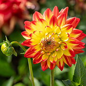 Dahlias... The epitome of excitement