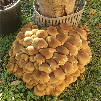 Root of the Problem: Honey Fungus in Australian Gardens