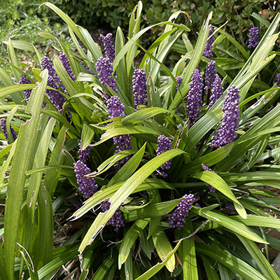 Leafy Prospects: Growing Liriope in Sydney Gardens