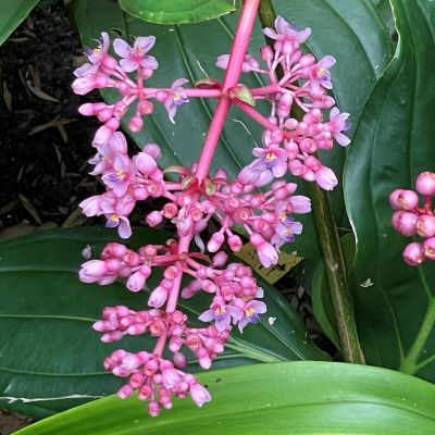 Medinilla mystery