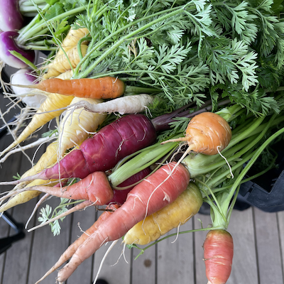 Rainbow carrots