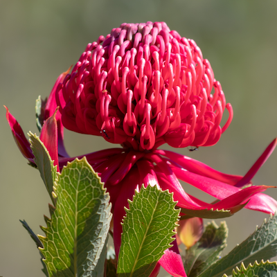 In the garden: October