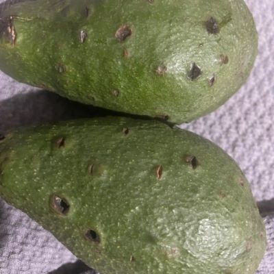 Avo look at this!