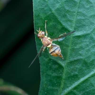 Frantic about fruit fly