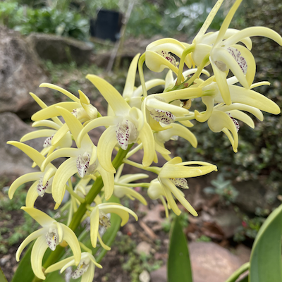 Blooming beautiful
