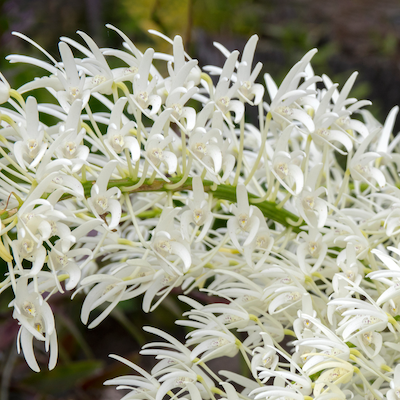 In the garden: September