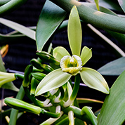 Grow your own vanilla pods