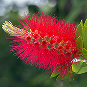 In your Garden: December