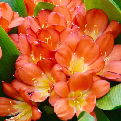 Clivia woes