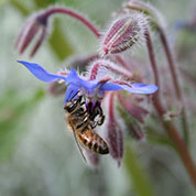 Best for bees