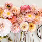 In your Garden: October