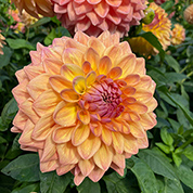 In the garden: October