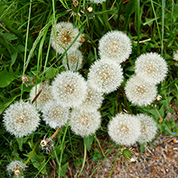 In the garden: July