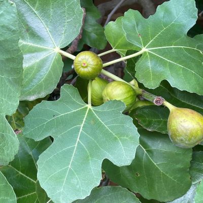 Fig foibles