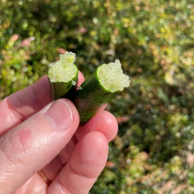 Fancy finger limes