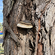 Ask Us: Fungi warning