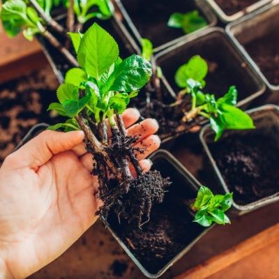 Back to Basic: Hardwood Cuttings