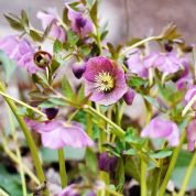 In the Garden: July