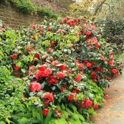 In the Garden: June