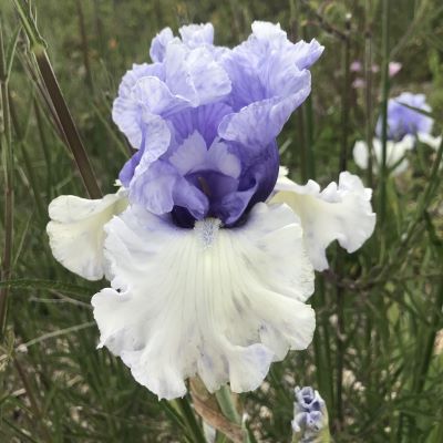 How to Grow: Tall Bearded Iris