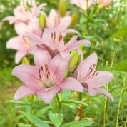 Lily Lover