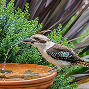 February garden jobs