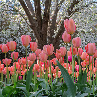 Colour your garden with beautiful bulbs