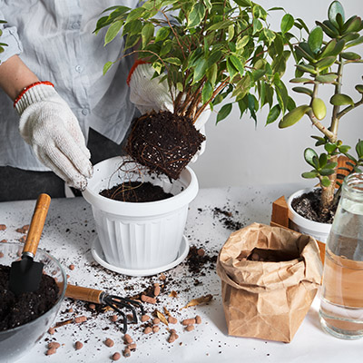 How to know the perfect mix for your plants