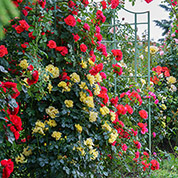 6 essential rules of pruning