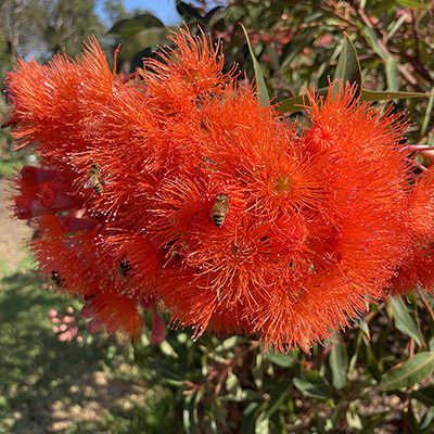 Buzz-worthy Blooms