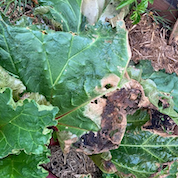 Rhubarb Ruined