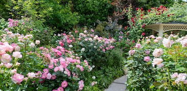 How to: grow bare-rooted roses