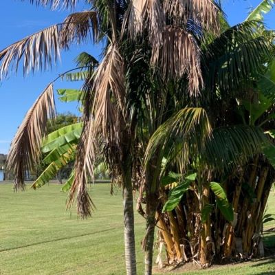 Palm off