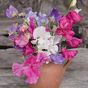 you'll love it... grow a cutting garden