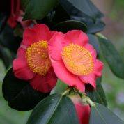 The Samurai’s Camellia