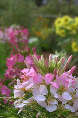 Cleome-Sparkler-Mix.jpg