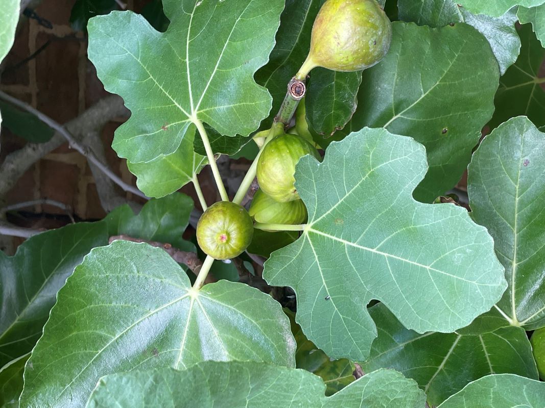 fig-800-px-w.jpg fig-800-px-w.jpg