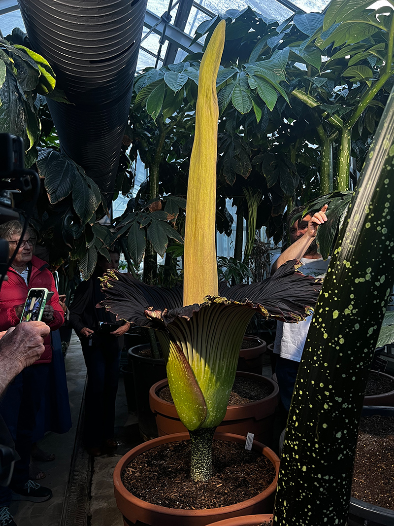 Corpse-Flower-ABG-Mar-2025_800px-wide_credit-Neutrog.jpg