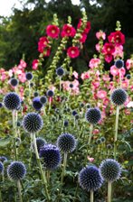 Garden-Flowers.jpg Garden-Flowers.jpg