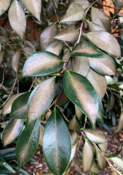 camellia-tea-mite.png camellia-tea-mite.png