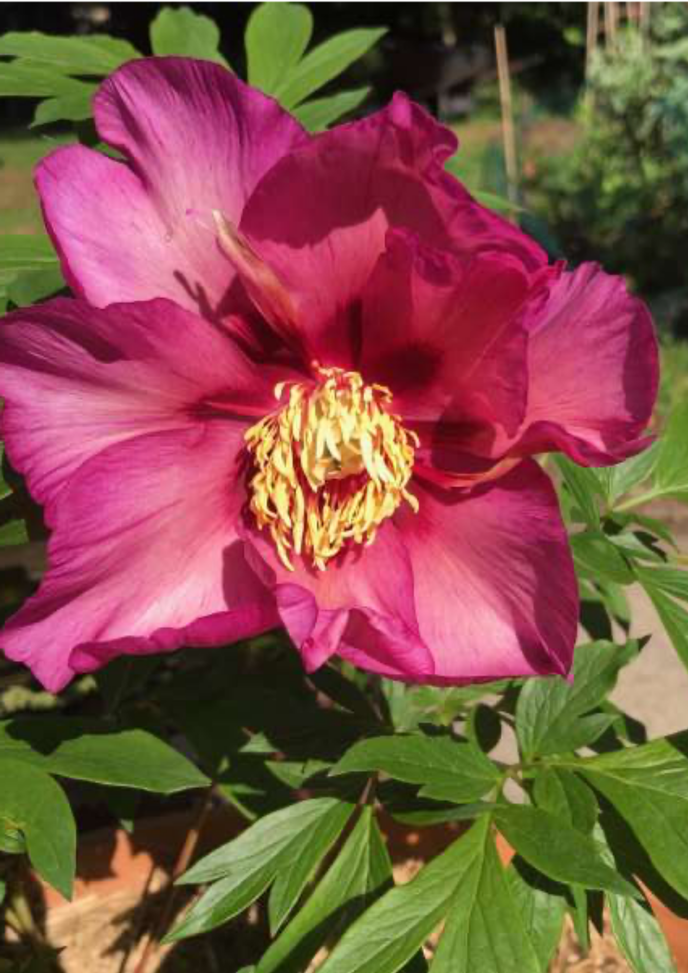 itoh-peony-(1).png itoh-peony-(1).png