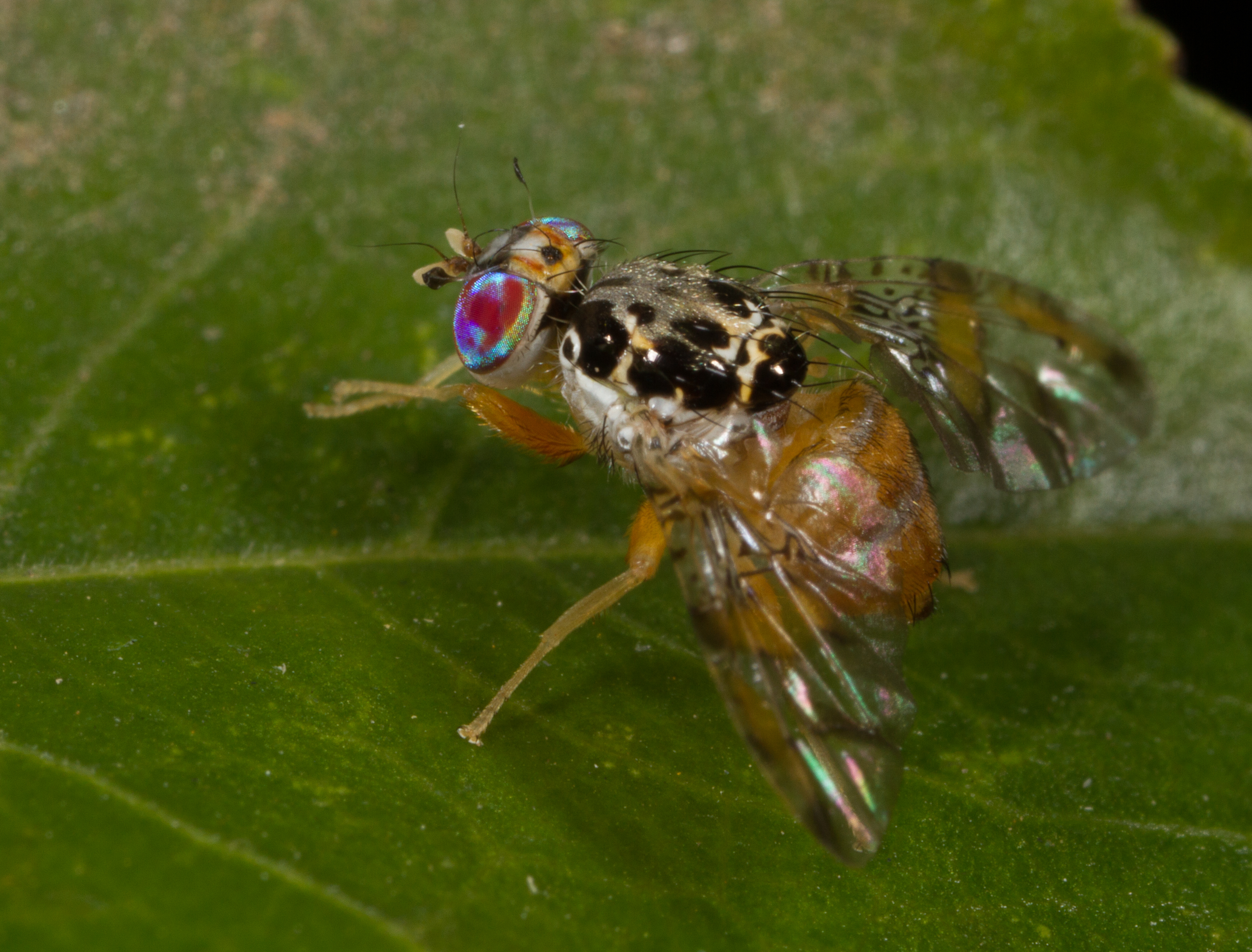 How to: Fruit fly control