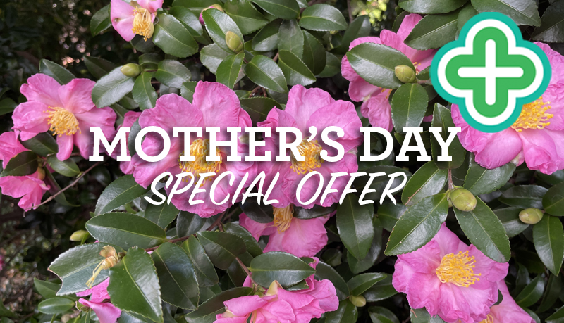 GCC-Mothers-Day_camellia_800px-wide.jpg GCC-Mothers-Day_camellia_800px-wide.jpg