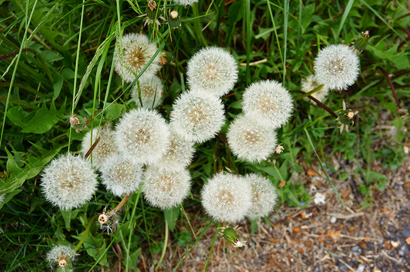 Dandelion_800px-wide.jpg Dandelion_800px-wide.jpg