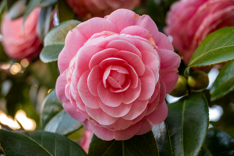 Camellia_lucius-hunter-iShHjFBYE74-unsplash.jpg