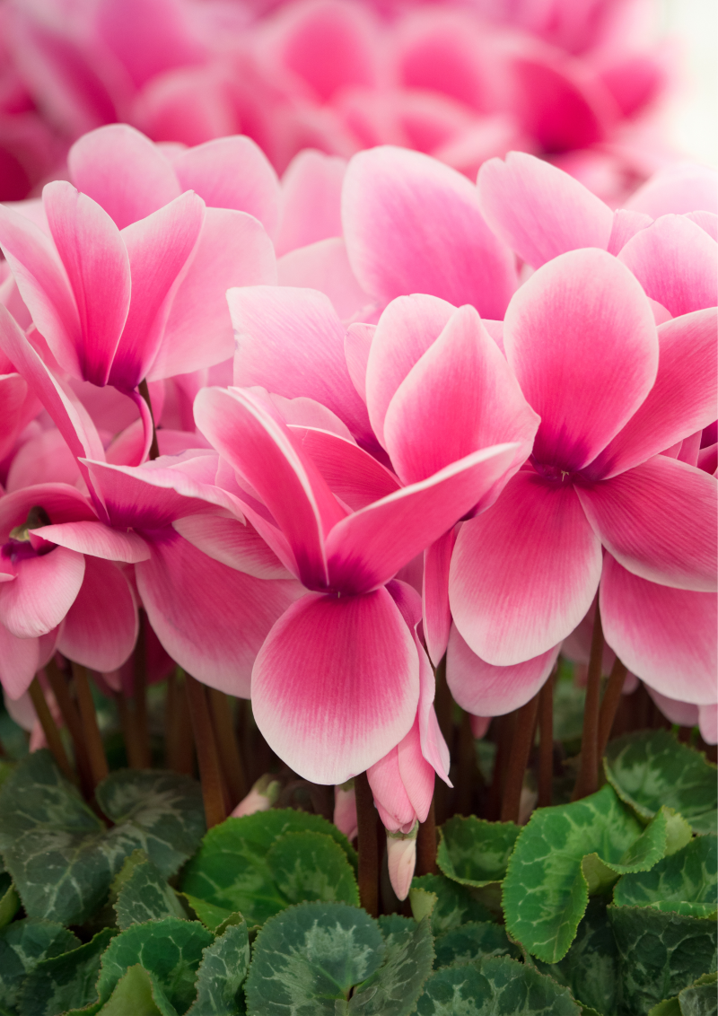 May-Cyclamen-800-px-w.png