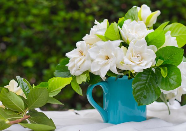 gardenia.jpg